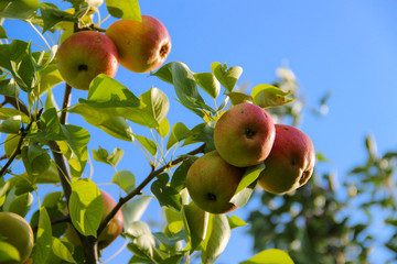 garden, plants, day, little, pear, tree, high, ripe, fruit,