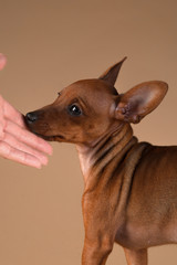 Dwarf pinscher