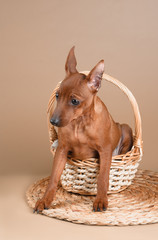 Dwarf pinscher