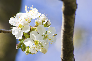 weiße Kirschblüte