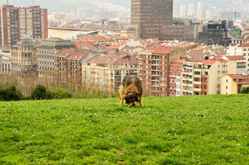 Dog playing in a park in Bilbao,Vizcaya,Basque country