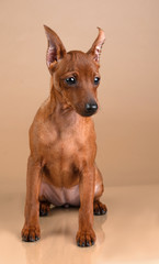 Dwarf pinscher
