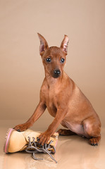 Dwarf pinscher