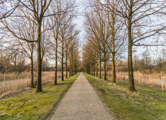 Fototapeta na wymiar Path in national park, Flevoland, the Netherlands