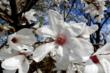 Obraz premium Magnolia soulangiana Alba Superba