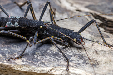 Black Beauty Beetles Mating Couple
