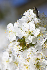 Kirschblütenblätter