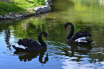 swan the black