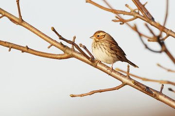 Little bunting (Emberiza pusilla) on branch, the Netherlands