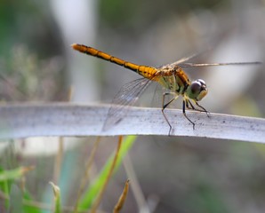 Dragonfly perches on a dried stem
