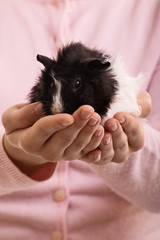 Girl holding her guinea pig