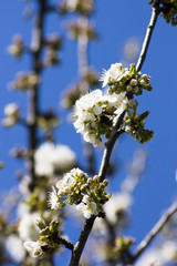 Süßkirsche blühend