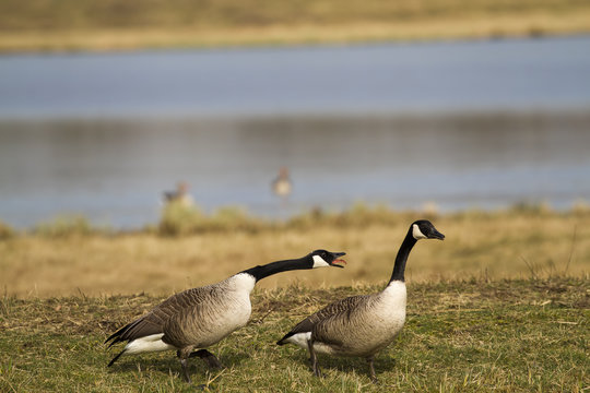 Canada goose