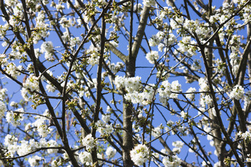 wunderschöne Kirschblüte