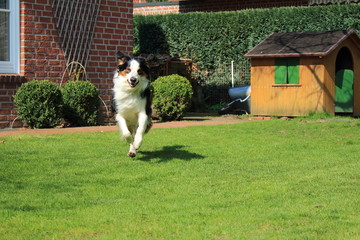 neugieriger Hund beim Spiel