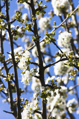 blühender Kirschbaum im Frühling
