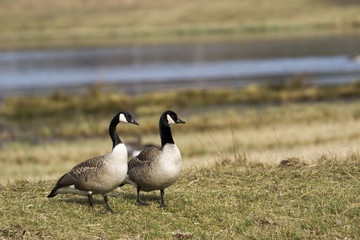 Canada goose