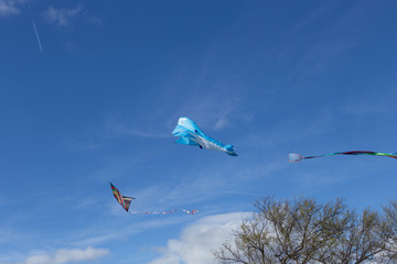 Kite Festival in Washington DC