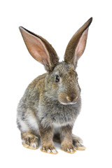 gray rabbit