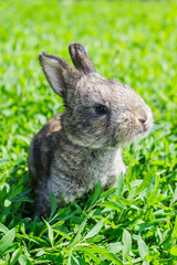 Little gray rabbit on the green lawn