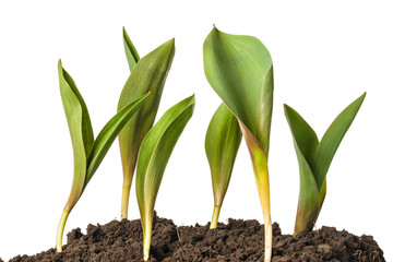 Green sprout of tulip flowers isolated on a white background