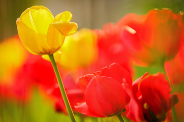 Beautiful tulips bathed in warm light