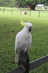 A cockatoo in his natural habbitat - Australia