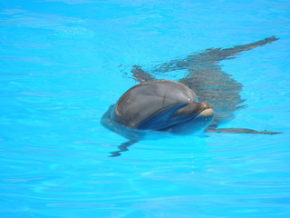 Delfin © Joanna