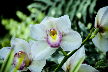 Obraz na płótnie Canvas цветок орхидея