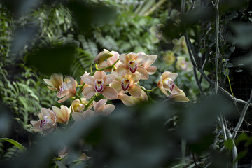 цветок орхидея