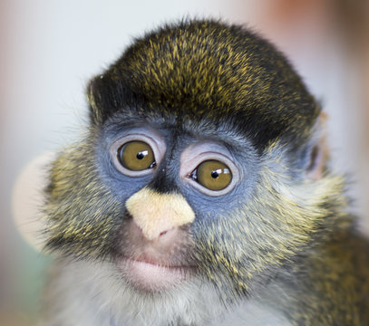 Schmidt's Guenon