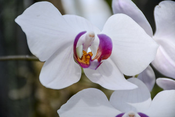 Fototapeta na wymiar цветок орхидея