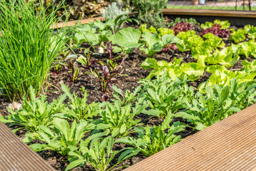 Diverse Kulturen im Hochbeet