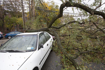 NEW YORK - October 30: Fallen tree on a car on the street in Queens borough after hurricane Sandy hit on October 30, 2012 in New York City, NY