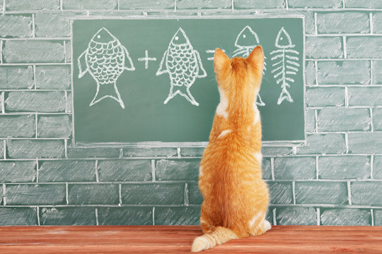 Education idea about foxy Cat studied mathematics on example of addition of fish
