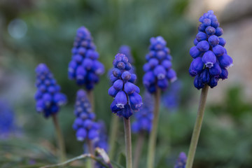 grape hyacinth