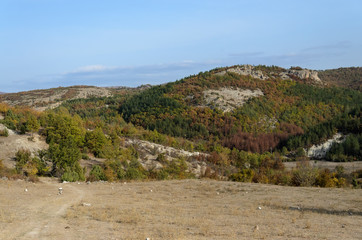 Mountain meadow with hill covered by trees or small forest, Rhodope mountains, Bulgaria