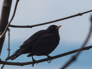 Blackbird sitting on a tree