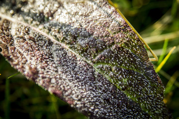 Dew on a leaf in the morning
