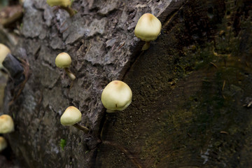 Poisonous mushrooms in the tree trunk
