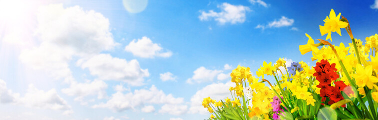 Kirschblüten im Frühling