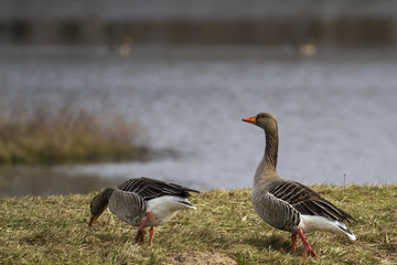 Greylag goose