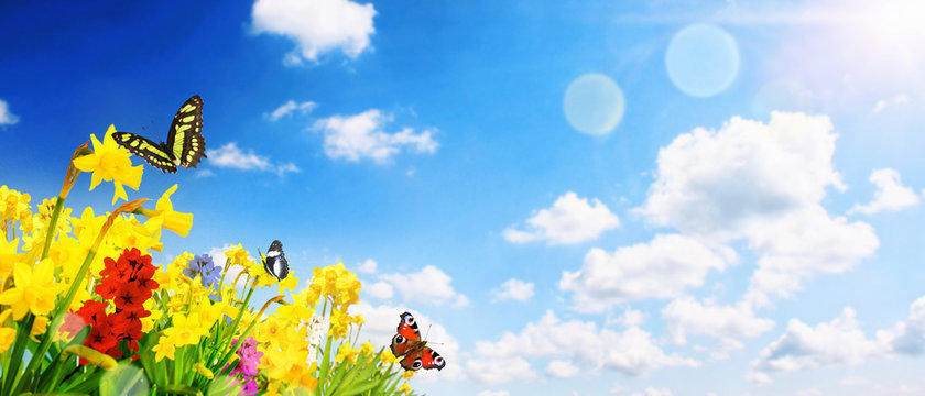 Kirschbl&uuml;ten im Fr&uuml;hling