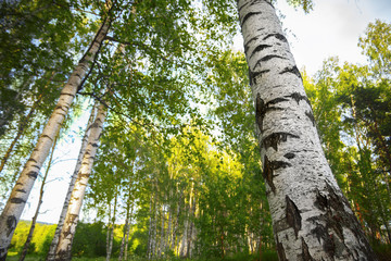 Fototapeta premium summer in sunny birch forest