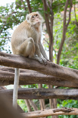 sympathetic monkey on a fallen tree