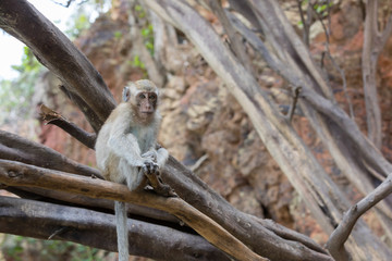 Young monkey on a dry tree