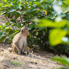 little monkey in bush