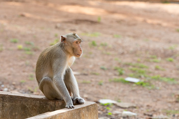 Monkey close-up in sunny weather