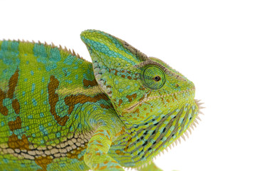 Obraz premium chameleon isolated on white background