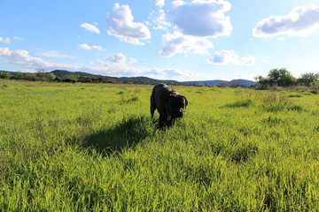 chien cane corso dans un champs au printemps